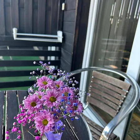 Проживание в семье Mistral